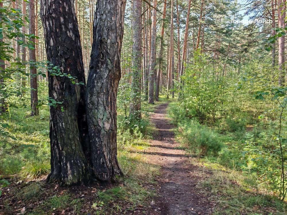 Природа замолкает: ученые предупреждают об исчезновении звуков Земли