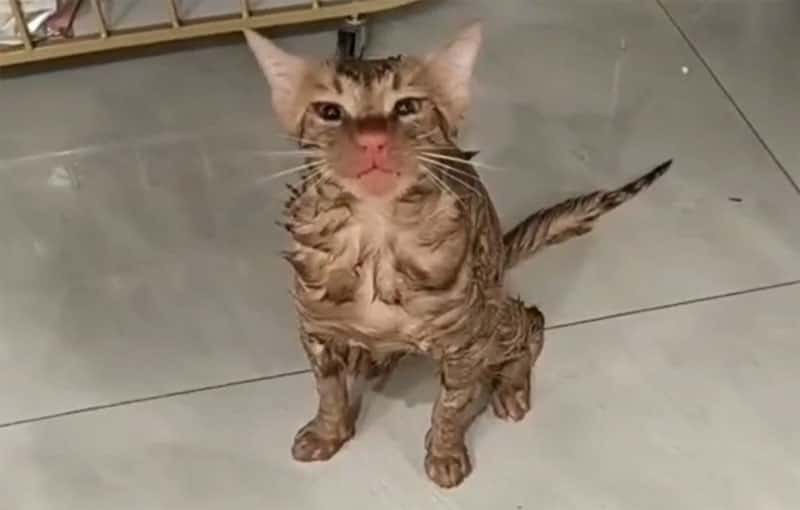 В Китае женщина случайно постирала кота в стиральной машине. Видео