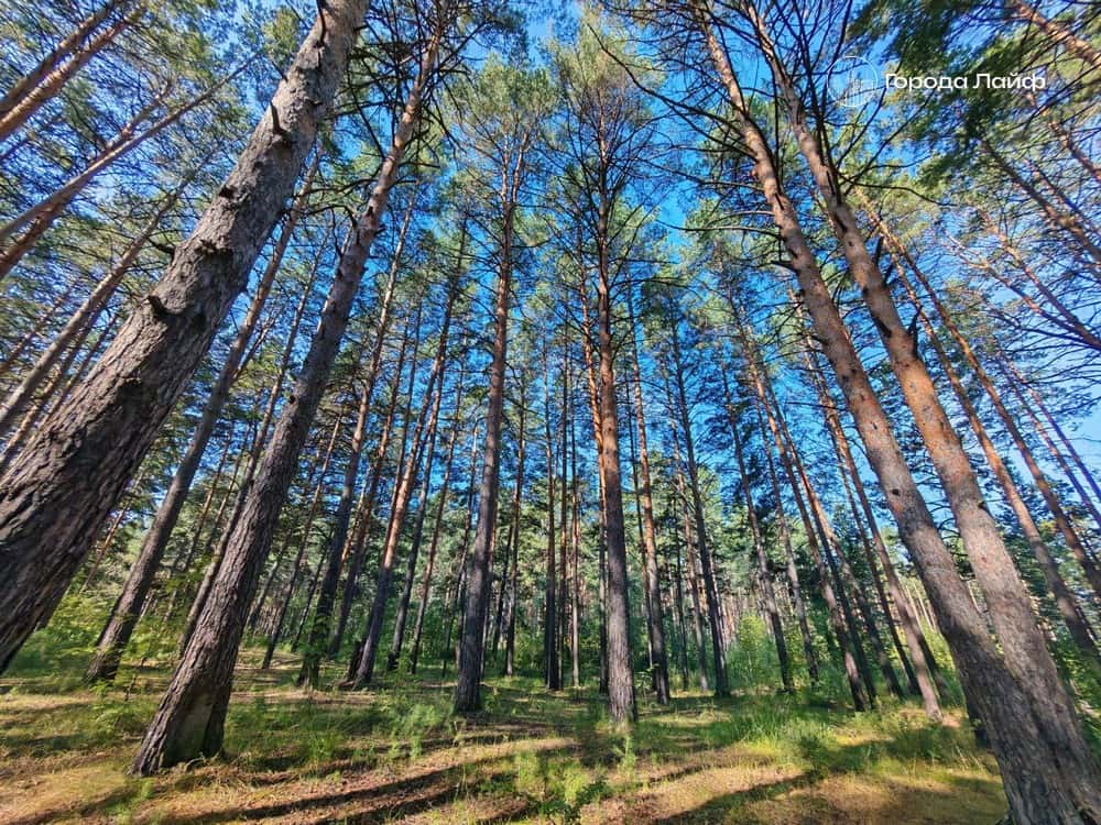 Эксперты нашли сходство между пропавшим в тайге Усольцевым и Дятловцем
