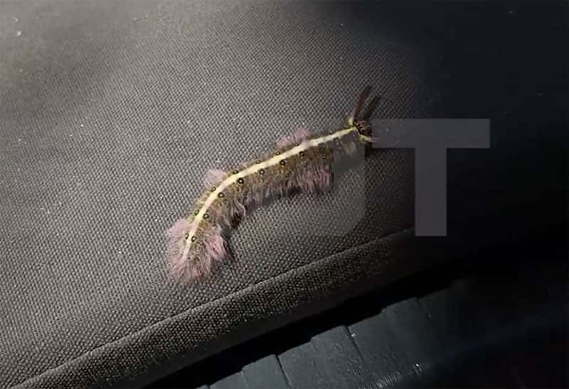 Российскую туристку в Таиланде ужалила ядовитая гусеница