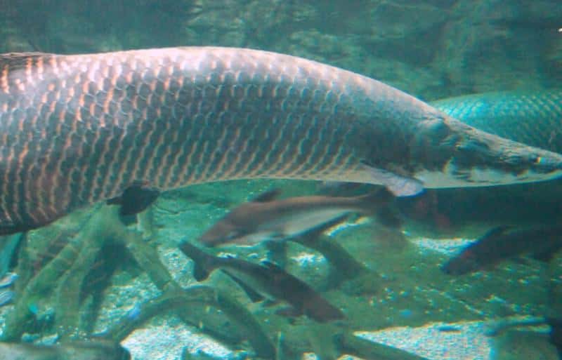 В Бразилии рыбак выловил гигантскую арапаиму весом 160 кг