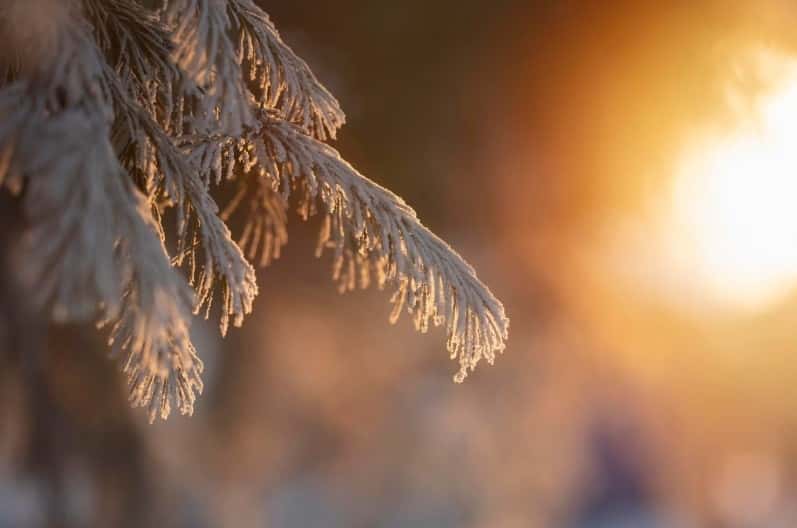 20 января — Собор Иоанна Крестителя и день Ивана Бражника: приметы и народные поверья