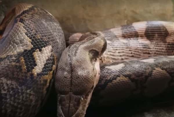 В Австралии женщина обнаружила 2,5-метрового питона в собственной постели