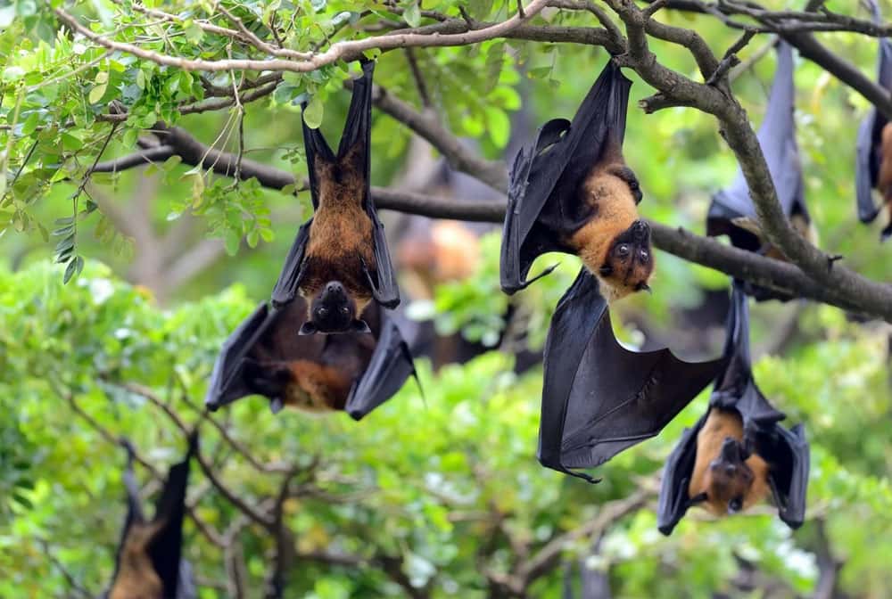 Новый смертельный вирус в Индии: что нужно знать о Нипах