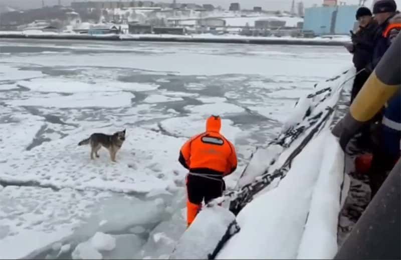 Пушистые на льду: двух собак спасли в Охотском море