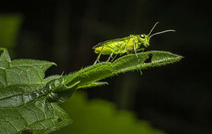 Где ждать нашествия саранчи в 2026 году: карта самых уязвимых регионов России