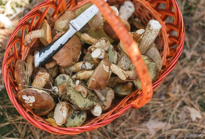 Грибной сезон в России 2026 стартовал в Ленобласти: календарь сбора по месяцам и регионам