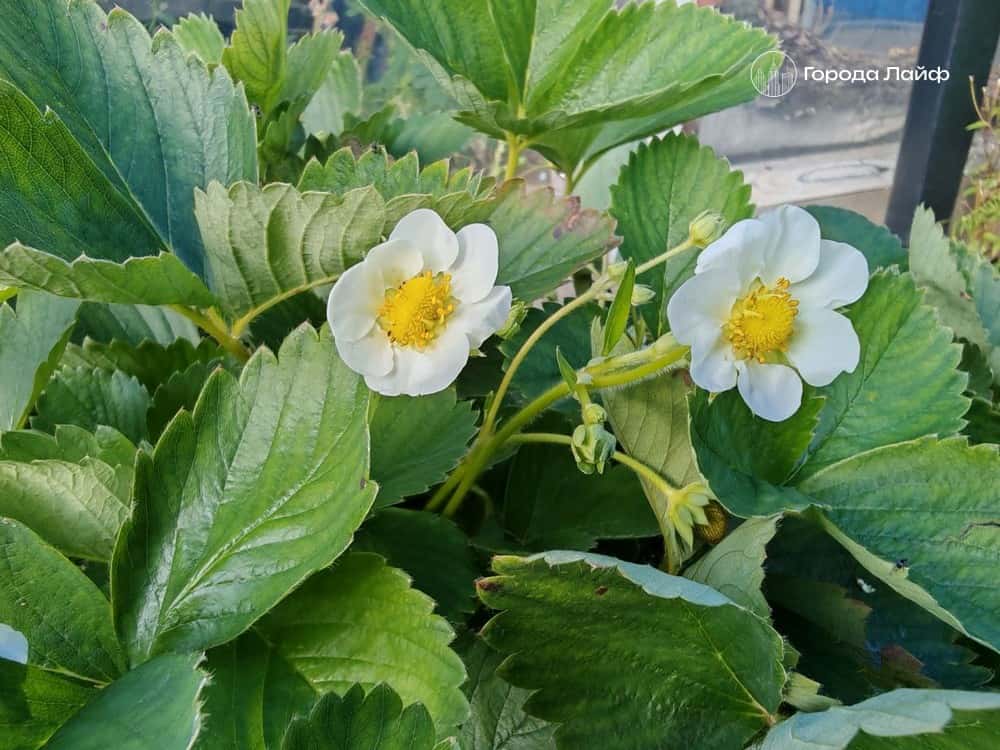 Мартовские посевы: как не упустить старт садового сезона — советы для дачников