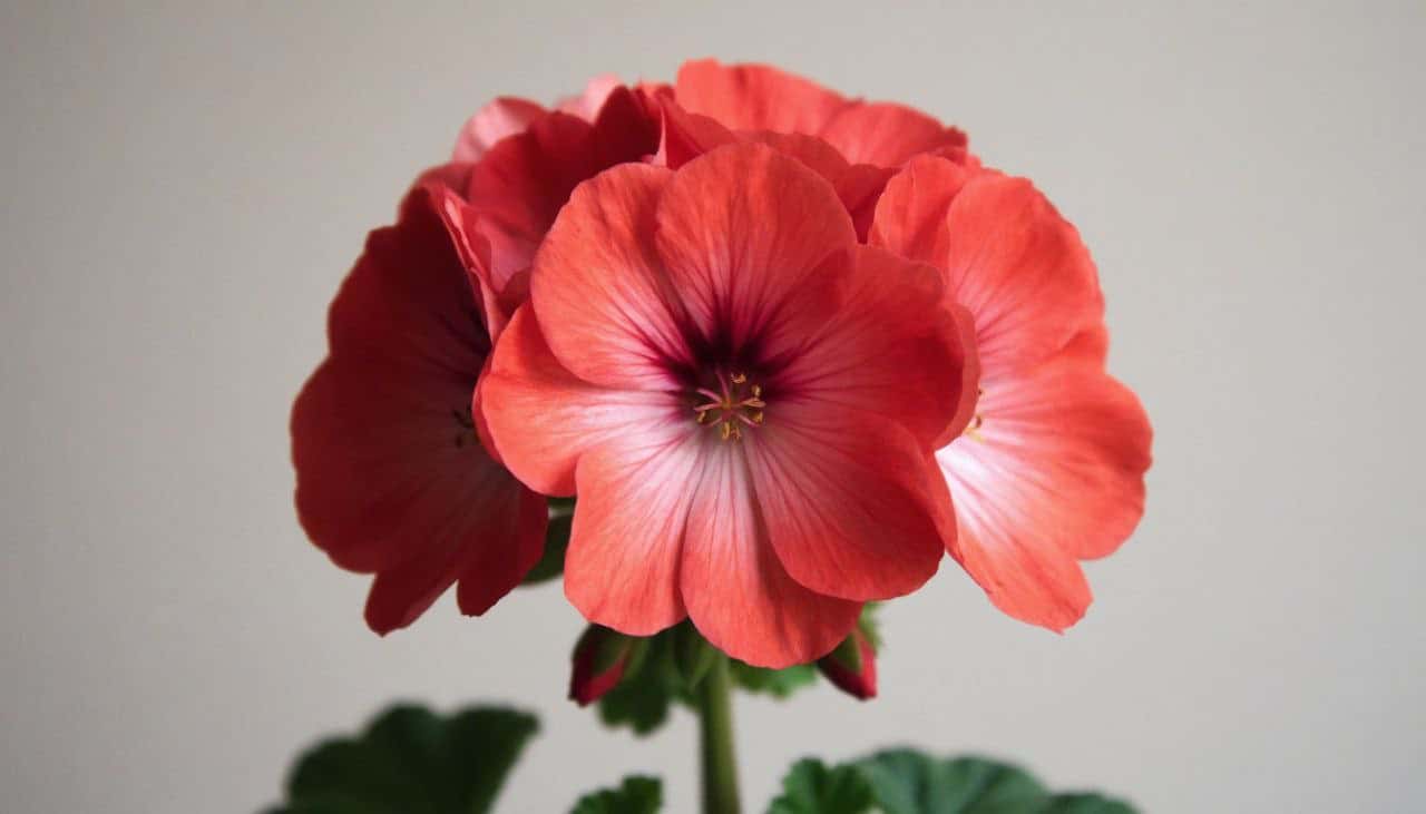 Герань за 30 дней: как превратить слабый кустик в пышный букет