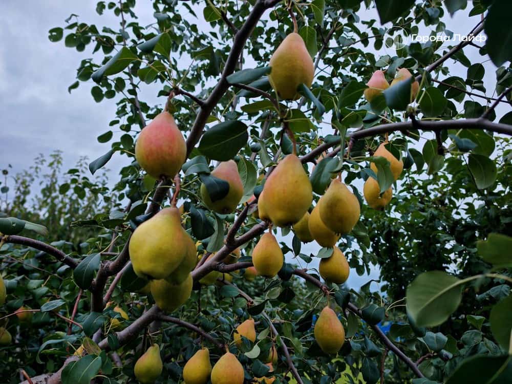 Как выбрать саженцы плодовых без разочарований: гид для садоводов