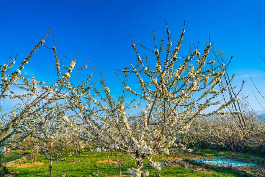 Обрезаю сад весной по правилам Мичурина: урожай собираю ведрами - все соседи спрашивают, в чем секрет