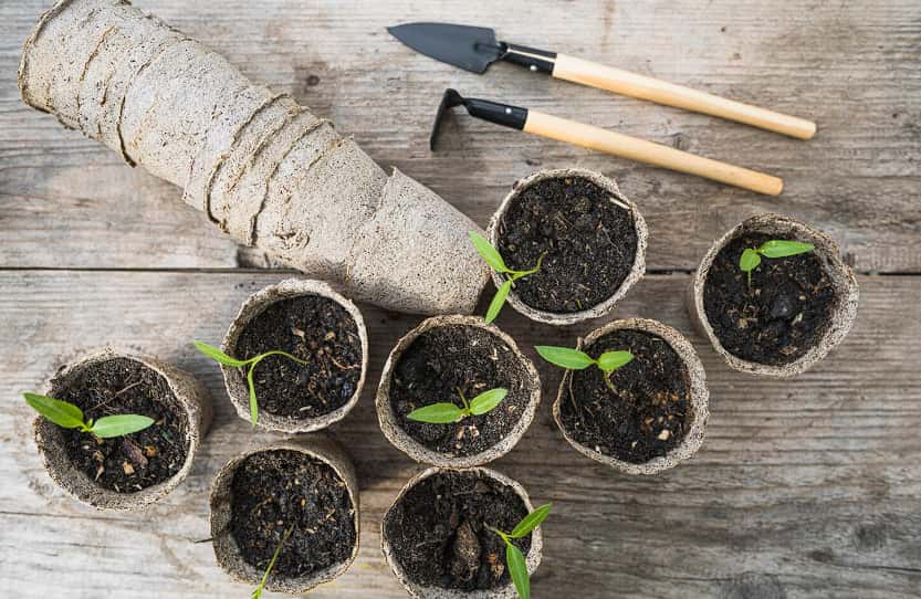 5 лет выращиваю рассаду только так — корни мощные и длинные: эксперт раскрыла главные хитрости