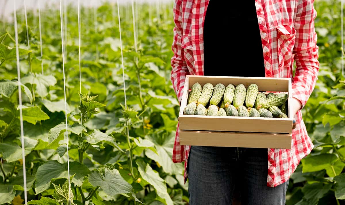 Делюсь урожайным секретом высадки огурцов: растут в 2 раза быстрее, собираю хрустящие зеленцы ведрами — точно не пожалеете о выборе