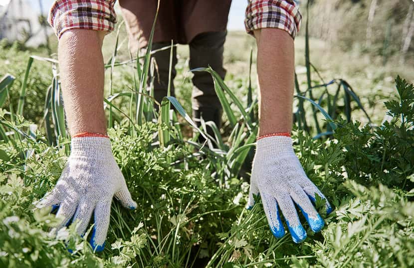 Вы оставляете сорняки «на потом» — и теряете урожай уже сейчас: не допускайте моих ошибок