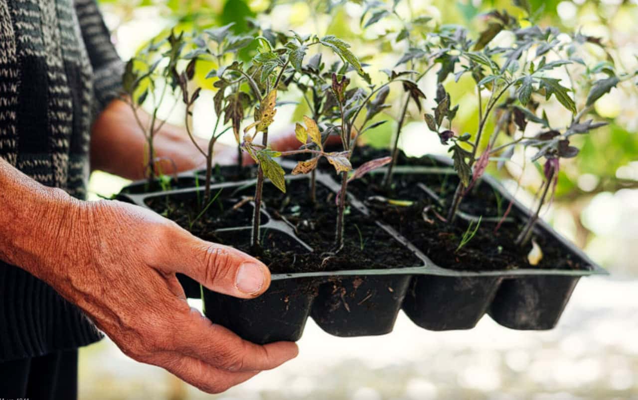 Сделаете это с помидорами в марте — останетесь без урожая: ошибка, которую допускают почти все