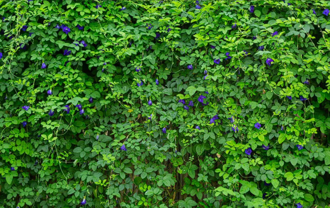 Сажаю один ряд вдоль забора — и через 2 месяца участок не видно: живая изгородь без затрат