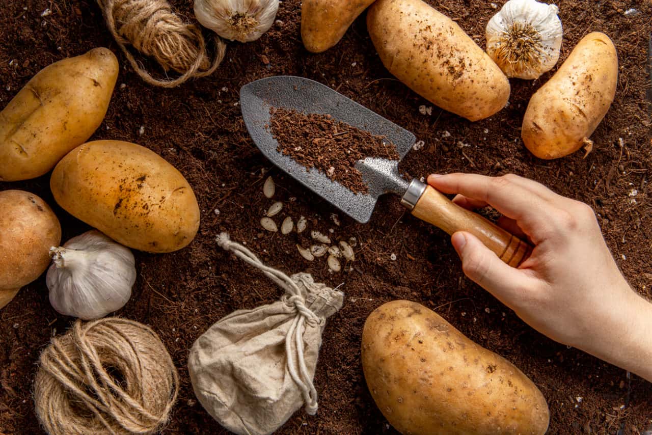Выращиваешь картошку, но урожай вялый? Эти 5 ошибок убивают его с самого начала - сосед узнал мой секрет  и не поверил своим глазам