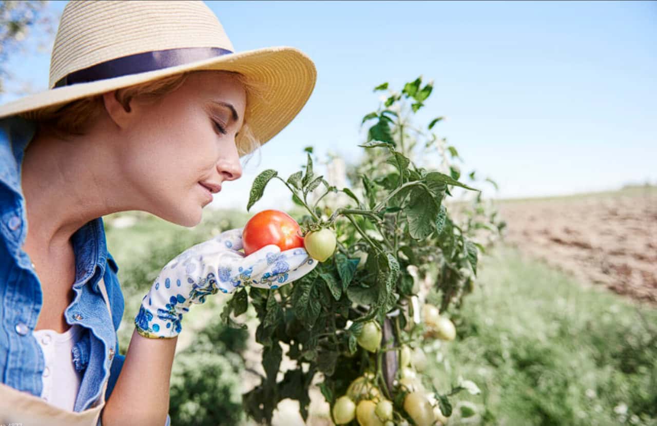 Бабушка всегда так делала: секрет пышного сада в обычной пачке дрожжей — рассказываю, как повторить