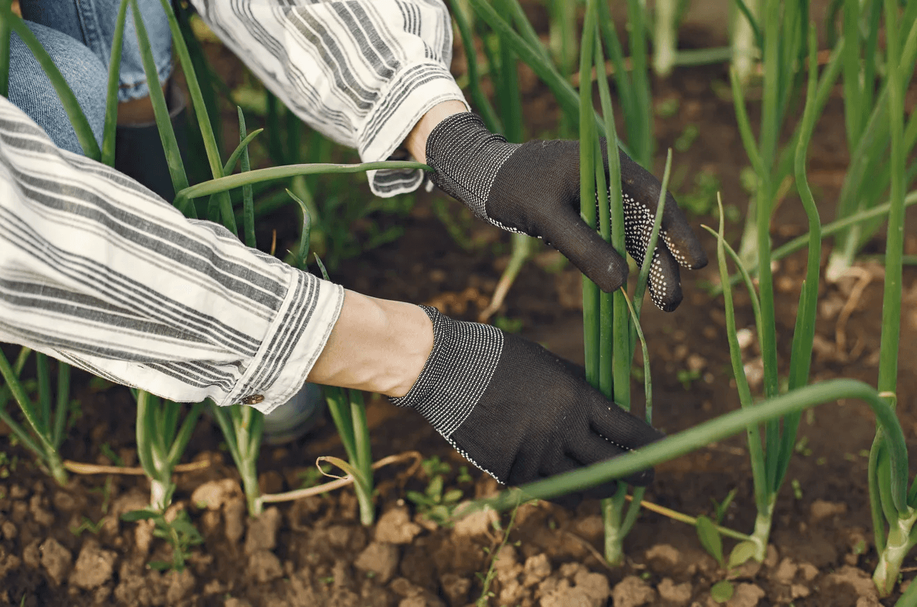 Перестала терять урожай лука из-за стрелок — всего несколько простых изменений весной полностью изменили результат