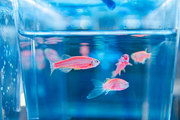 Челябинские химики тестируют антидепрессанты на печальных рыбках для разработки новых лекарств