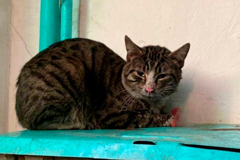 В Карачаево-Черкесии коты опрокинули кулер и устроили пожар в квартире | Коты устроили пожар в квартире в Черкесске