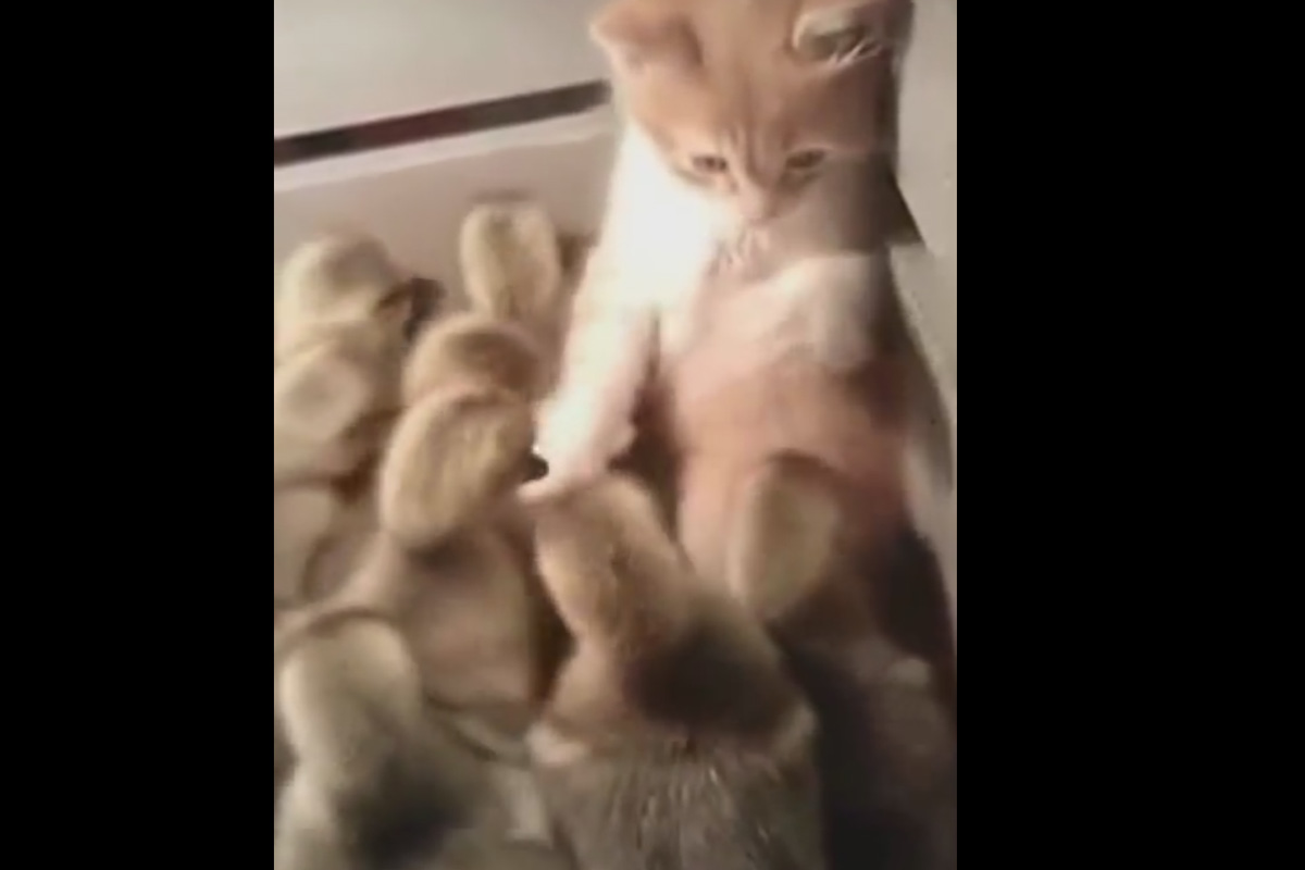 Видео о дружбе котенка и утят набирает популярность на YouTube