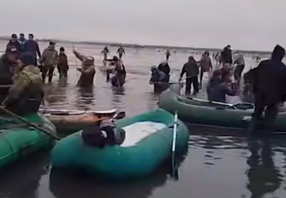 Селедочный ажиотаж в Магадане: рыбу гребут ведрами и сачками | В Магадане ловят селедку ведрами на Ольском лимане