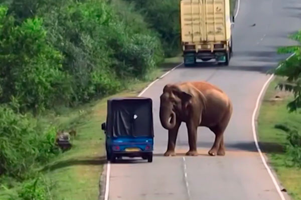 «Слон-вымогатель» напал на туристок: как встреча с дикой природой закончилась повреждением машины | На Шри-Ланке слон напал на россиянок и разбил окно машины