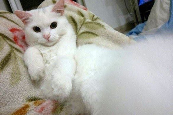 Потерявшийся кот нашел своих хозяев-мигрантов в Европе