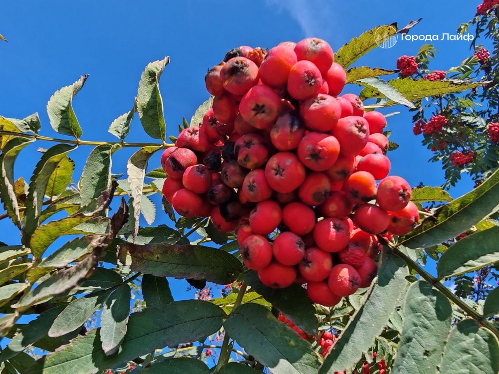 18 сентября — Кумохин день: запреты и народные приметы | Кумохин день: что строго запрещено делать 18 сентября