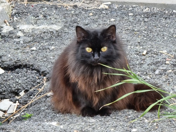 Кошка, которая не гуляет сама по себе: Путин подписал закон, запрещающий отпускать питомцев на улицу одних