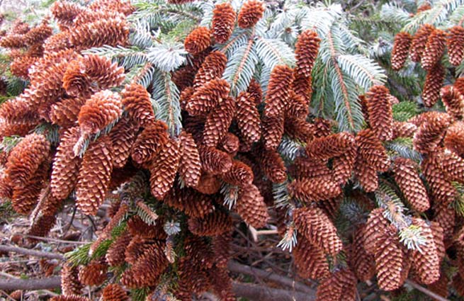 Россияне в кризис собрали рекордный урожай шишек