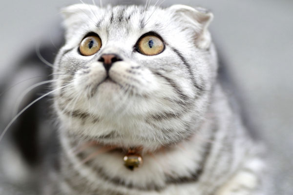 В ГД одобрили ужесточение штрафов за несоблюдение требований содержания животных