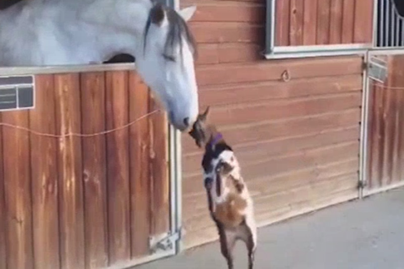 Задиристая маленькая козочка покорила сердца пользователей Интернета