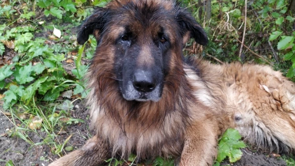 Похороненная заживо собака выбралась из могилы и пошла домой