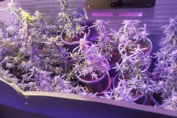 «Как в фильмах Гая Ричи»: житель Оренбурга создал плантацию конопли в маминой квартире