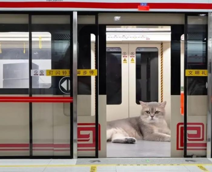 Китаец построил метро для кошек: в нем есть эскалаторы, поезда и станция «Кэттаун» | Инженер из Китая создал мини-метро для своих питомцев
