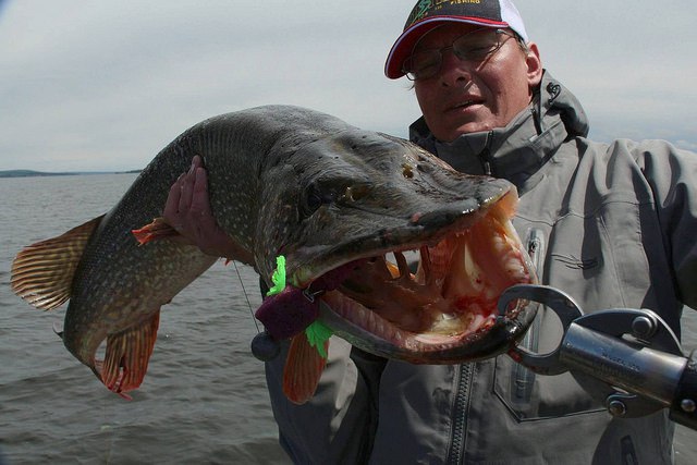 В Самарской области рыбак поймал в Волге огромную щуку