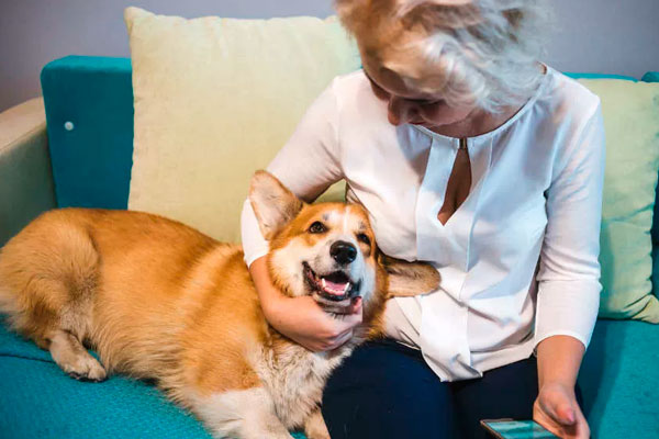 Дрессируем собаку правильно: основные нюансы