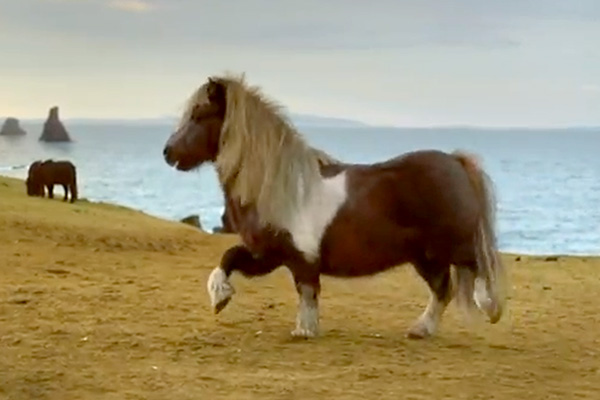 YouTube взорвало видео с танцем пони. Видео