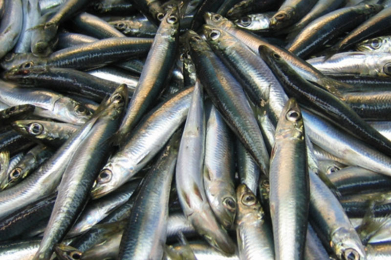 Селёдка в России подорожала на 28% за год: что влияет на рост цен | Средняя цена селёдки в магазинах России достигла 375 рублей за килограмм Селёдка в России подорожала на 28% за год: что влияет на рост цен | Средняя цена селёдки в магазинах России достигла 375 рублей за килограмм