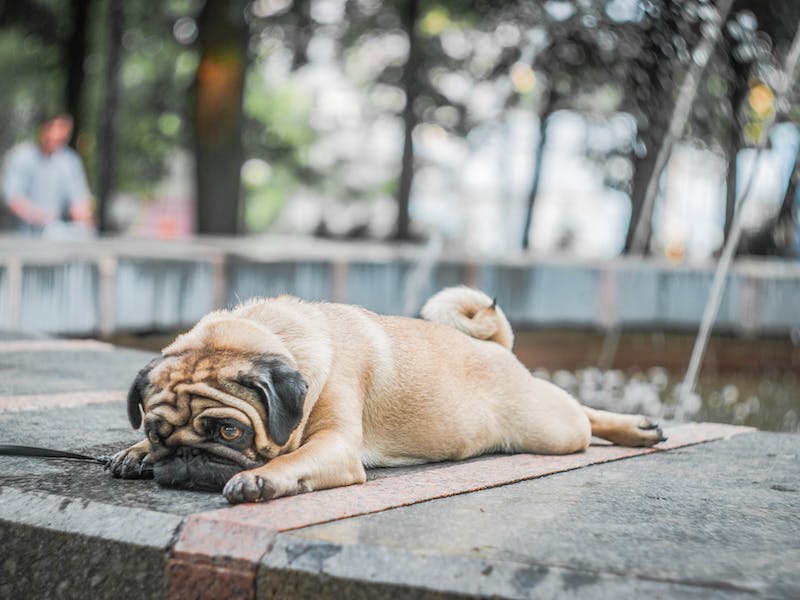 Собаки понимают слова: какие предметы ассоциируются с названиями | Венгерские учёные доказали, что собаки способны понимать значение некоторых слов