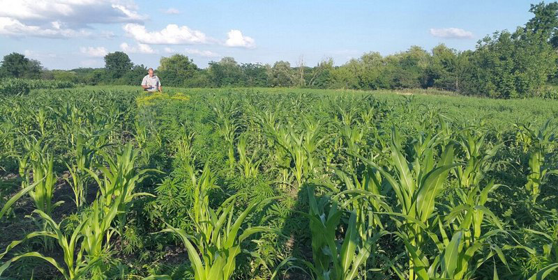 В Новокубанском районе полицейские изъяли более 50 кустов конопли