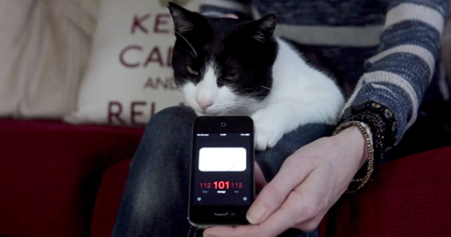 Урчит, как стиральная машина. Британский кот установил рекорд по громкости мурлыканья