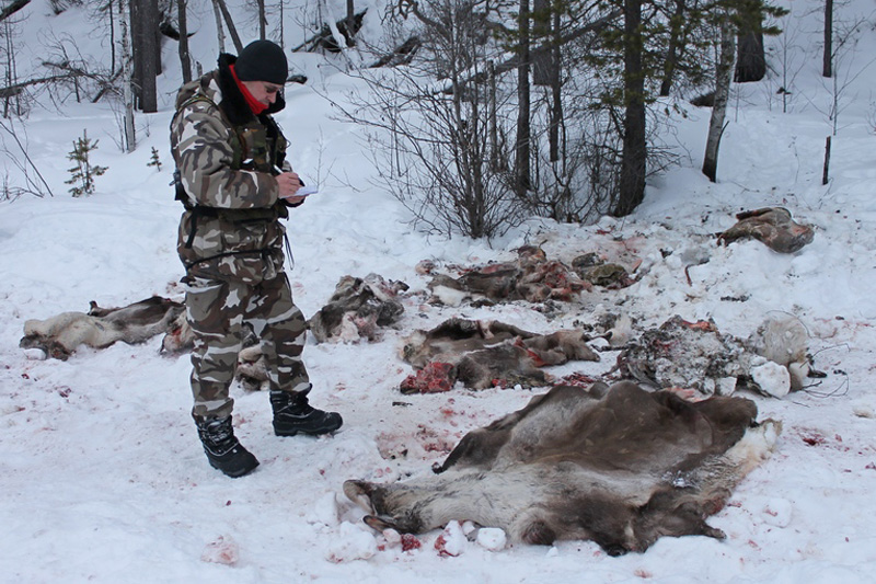 WWF выявил убийства 11 краснокнижных диких северных оленей