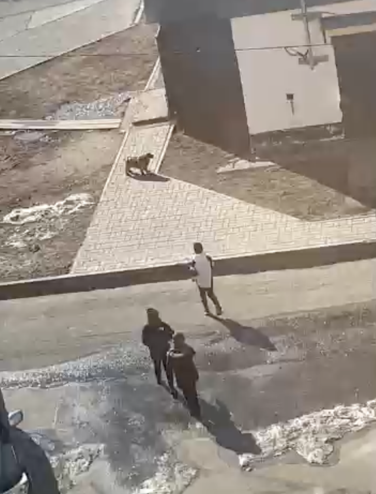 Нападение детей на бездомную собаку в Охе возмутило местных жителей и заставило задуматься о защите животных