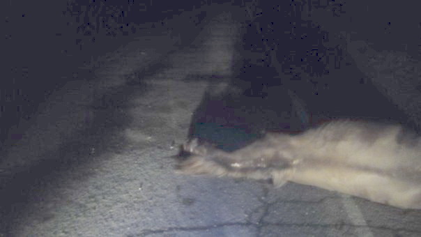 В Оренбургской области произошло ДТП с участием легкового автомобиля и лошади