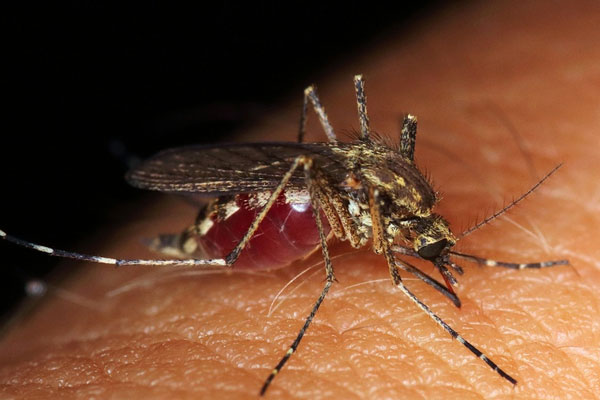 В России зарегистрировали первый случай вируса чикунгунья от комаров | Первый случай вируса чикунгунья зафиксирован в Москве