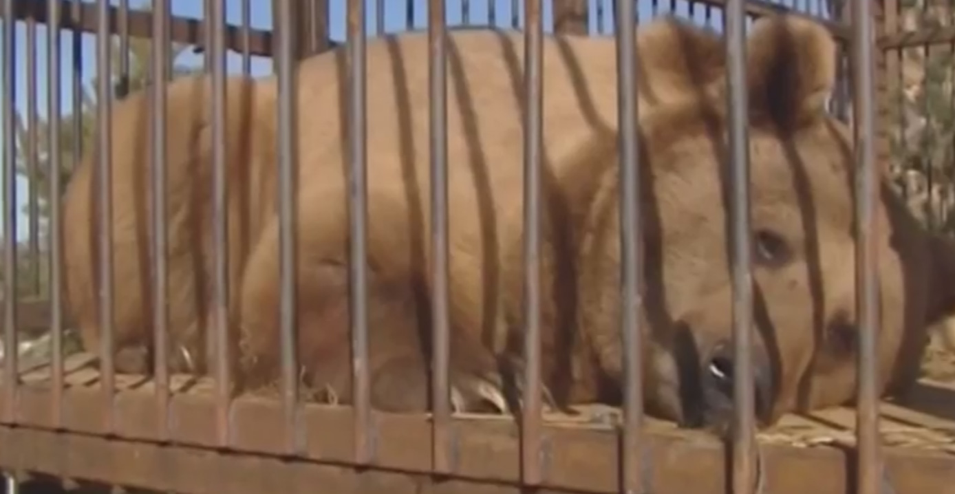 Медведи-алкоголики из Сочи пройдут курс лечения в Подмосковье. Видеорепортаж