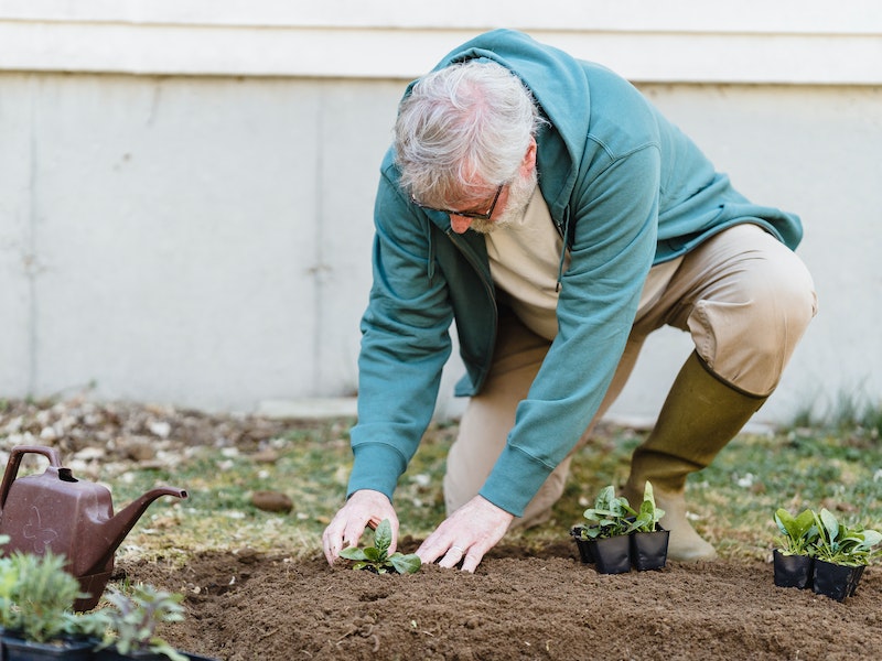 Россиянам рассказали, за какие растения на даче грозит уголовная ответственность | Роскачество перечислило запрещённые растения и грибы на дачах россиян